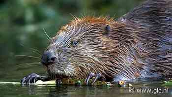 Bever in Winschoterdiep moet verhuizen - Groninger Internet Courant