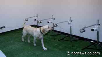 Sniffing Labrador retrievers join Thai coronavirus fight