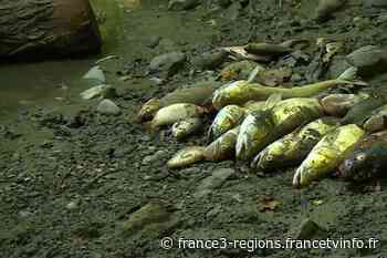 Béarn : 95% des poissons du lac des Carolins à Lescar morts d'asphyxie suite à un acte malveillant - France 3 Régions