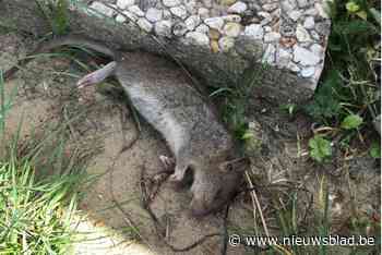 Rattenplaag Noeveren stilaan onder controle