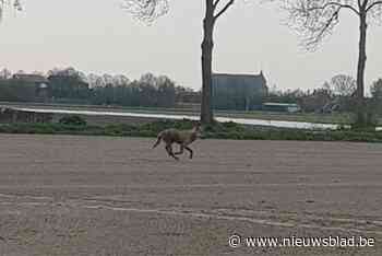 Wolf doodde schapen aan Kalmthoutse Heide - Het Nieuwsblad
