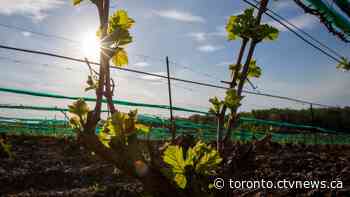 Ontario wineries hit hard as COVID-19 pandemic stretches into second summer