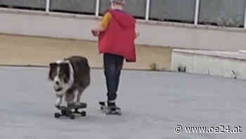 DAS kann dieser Hund auf dem Skateboard - oe24