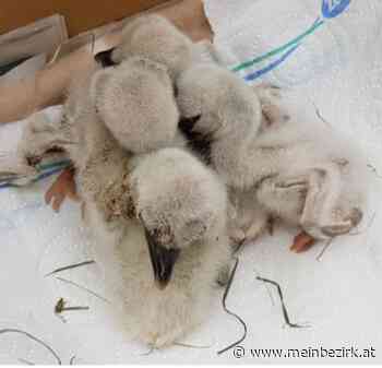 Tierisches Drama in Breitenau: Eltern-Storch tot aufgefunden +++ Rettungsaktion für Nachwuchs - Neunkirchen - meinbezirk.at