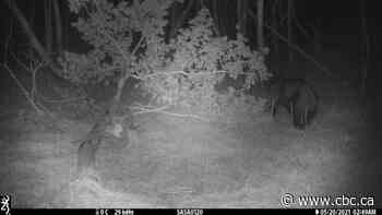 'We were more than a little surprised': Researcher catches bear on camera in Saskatoon