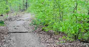 Äste auf Wanderweg in Neunkirchen könnten Falle für Radfahrer sein - Saarbrücker Zeitung