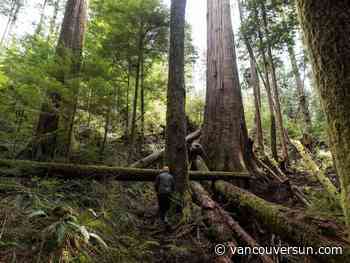 Independent report maps 1.3 million hectares of at risk old-growth forest - Vancouver Sun