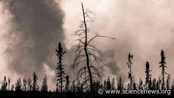 ‘Zombie’ forest fires may become more common with climate change - Science News Magazine