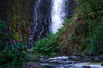 UN Holds First Review of 2030 Global Forest Goals | News | SDG Knowledge Hub | IISD - IISD Reporting Services