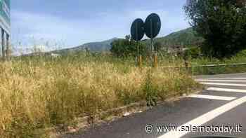 Erba alta 1 metro all'uscita dell'autostrada a Baronissi, l'ira del sindaco Valiante contro Anas - SalernoToday