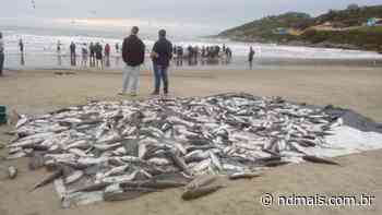 VÍDEO: Pescadores capturam 600 tainhas em praia de Imbituba - ND Mais