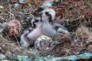 Wildlife reserve welcomes third osprey chick - St Helens Star