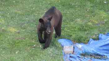 Montreal police trying to capture bear on the loose in Dorval