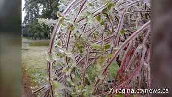 Roughly 463 SaskPower customers remain without power after Thursday storm