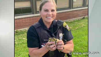 Jamestown PD rescue ducklings from storm drain