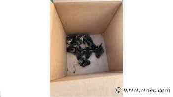 Webster responders save ducklings from storm drain