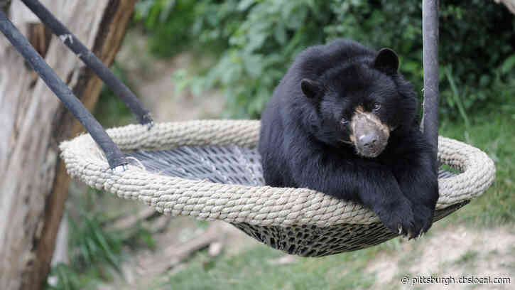 Harmar Township Police Warning Residents Of Black Bear Sightings