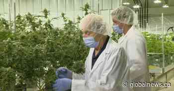 Regina family turns construction business into cannabis cultivation