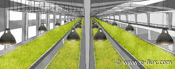 Root Seeker - Architecture - E-Flux