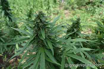 Medical Marijuana Approved for Production and Sale in Greece - Greek Reporter