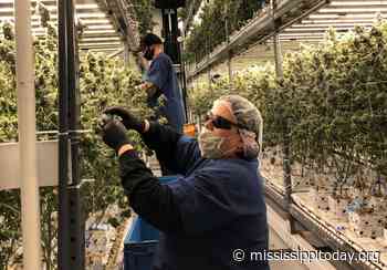 Supreme Court decision halts millions of dollars in Mississippi medical marijuana investment - Mississippi Today