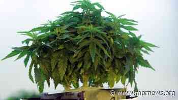 Major change to Minnesota medical cannabis law approved - Minnesota Public Radio News