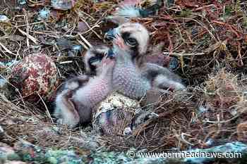 Wildlife reserve welcomes third osprey chick - Barrhead News