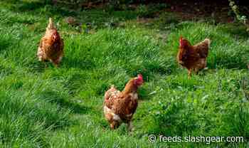 CDC says backyard chickens are behind another big outbreak