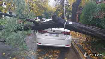 Temporal en Buenos Aires: dos heridos, caída de árboles y autos aplastados - 750.am