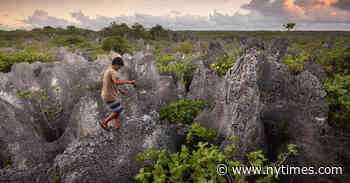 The Perilous Hunt for Coconut Crabs on a Remote Polynesian Island