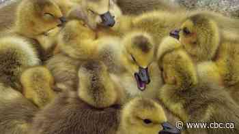 Got goslings? Calgary parks and pathways filled with the fluffy newborns - CBC.ca