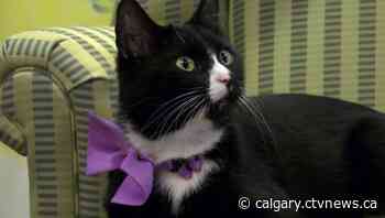 Cat companionship helping Calgary seniors cope with isolation - CTV Toronto