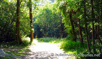Dégâts de la forêt de Chantilly : en cause le réchauffement climatique - Bulletin des Communes