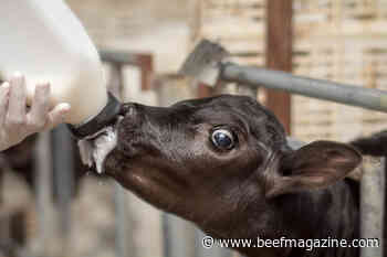 Vaccinating young livestock against disease is affordable, practical