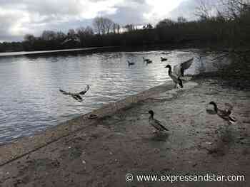 Duck dies after being repeatedly shot with catapult by youths in Dudley - expressandstar.com