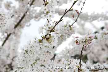 London Blossom Garden: Covid memorial opens in East London