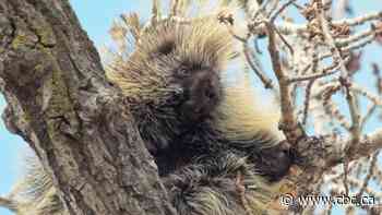 Porcupine photography requires quiet patience in the woods, naturalist Brian Keating says
