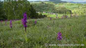 Der Wulsenberg bei Erlinghausen - ein Schutzgebiet mit besonderer Auszeichnung - sauerlandkurier.de