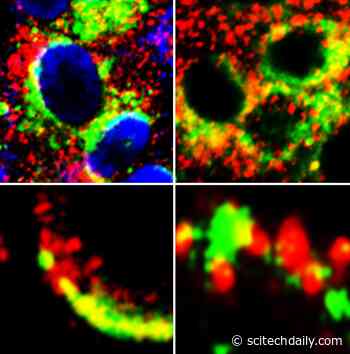 Potential New Treatment Target Discovered in the Fight Against COVID-19