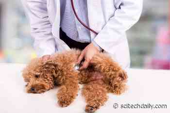 Mystery Illness Identified: Outbreak of Vomiting Among Dogs Traced to Canine Coronavirus