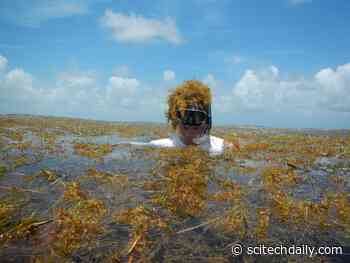 Toxic “Dead Zone” – Surge in Nitrogen Has Turned Sargassum Into the World’s Largest Harmful Algal Bloom