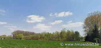 Tientallen populieren gekapt in Kleibos (Lebbeke) - nieuwsblad.be