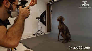 Perfecting the art of pet photography