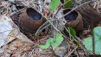 Discovery of rare mushroom in northern B.C. a biology mystery
