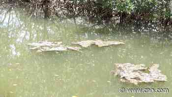 A massive algae bloom is threatening Florida again