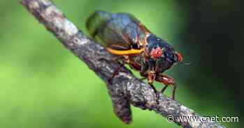 Cicadas are loud, but these tips can keep Brood X from bugging you nonstop     - CNET