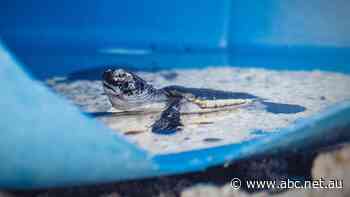 Plastic waste washing up on beaches increasing threat to turtle populations