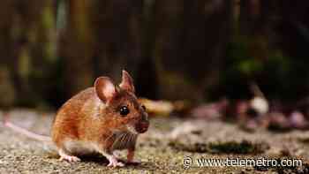 Reportan 5 casos de Hantavirus en Los Santos en lo que va del 2021 - Telemetro