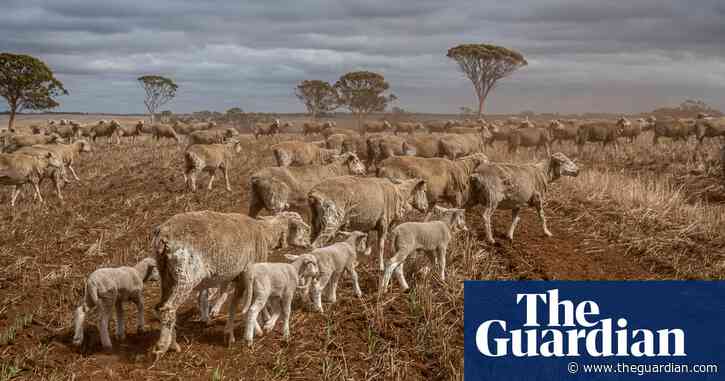 ‘Living climate change now’: how WA farmers are trying to turn the tide