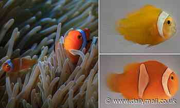 Nature: Clownfish develop stripes at different speeds depending on the sea anemone they live in